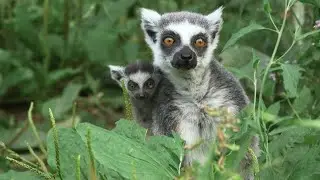 Ring-tailed lemur puppy born in Schoenbrunn Zoo | AFP