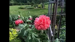 Мак махровый, пионовидный. (Poppy).