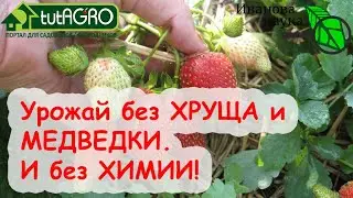 ЗЕМЛЯНИКА БЕЗ ХРУЩА и МЕДВЕДКИ! Как избавиться от ХРУЩА без ХИМИИ.