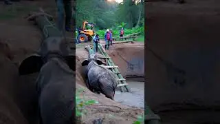 Heroic Rescue of a Trapped Baby Elephant in the Jungle 🐘🌿 | A Heartwarming True Story