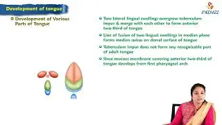 Development of tongue : Embryology Lecture