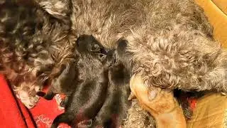 7 days old Maltese-Shih Tzu Puppies #malshi