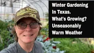 Winter Gardening in Texas.  What's Growing?  Greens Bolting?