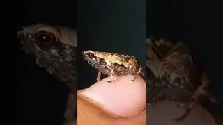 Madagascar's MINI Frogs