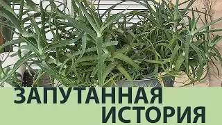 Как рассадить взрослый куст Алоэ и не загубить его