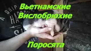 Вьетнамские вислобрюхие поросята на Даче. Автономный свинарник