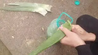 Угри, Тошмалар қолмайди! Алоэ гулдан дори таёрлаймиз