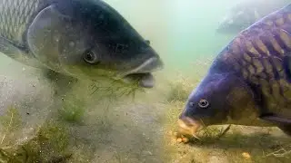 Best carp underwater feeding session