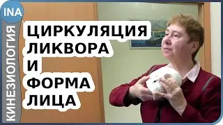 Циркуляция ликвора и фрома лица. Краниальная терапия. Прикладная кинезиология Васильева