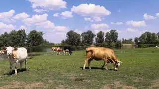 В одной воде люди и коровы.