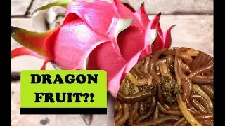 From Food Scraps to Garden Gold: Red Wigglers Eat Dragon Fruit Skin. Vermicomposting Time-Lapse