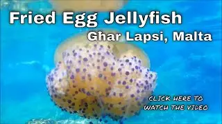 Swimming with a Fried Egg Jellyfish - Cotylorhiza tuberculata - 13 September 2022