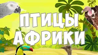 Птицы Африки|Карточки Домана|Развивающее видео для детей