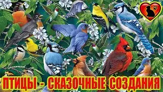Птицы — сказочные создания.