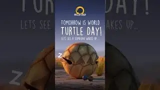 Tomorrow is a big day.. #animals #animation #animalfilm #turtle #worldturtleday