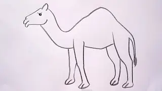 how to draw camel drawing easy step by step 