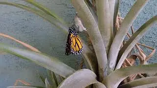 Monarch emerges from chrysalis