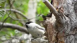 Буроголовая гаичка или пухляк. ( Poecile montanus )