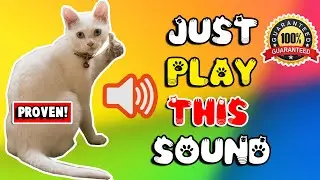 Mother cat calling for her kittens sound effect ⭐ mom cat sounds to attract cats