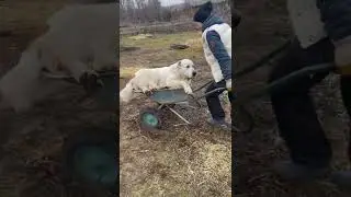 Мульчирование фундука осенью. Наши помощники.