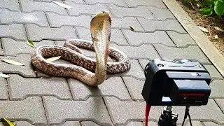 Goodness Snakes Alive 8K VR180 in 3D Cobra Snake Documentary