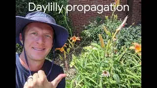 Plant  propagation.  How to have unlimited plants by division.