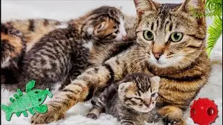 МАМЫКИН 2. «Ну вот, теперь КОТЯТА. Беззащитные, никому не нужные малыши. Что с ними делать»