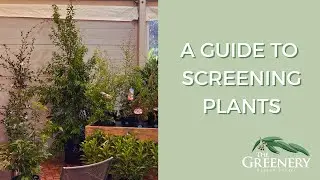 The Best Varieties of Screening Plants for Your Garden | The Greenery Garden & Home