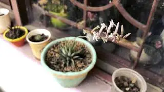 Haworthia Attenuata 