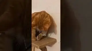 Все нормально у хулигана