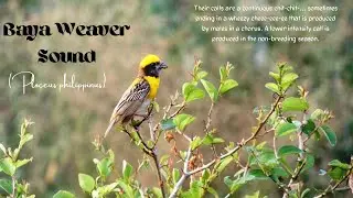 Baya Weaver Sound - Baya Weaver Calls - Baya Weaver Noise - Baya Weaver Bird Sound / Babui Pakhi