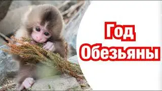 Год Обезьяны характеристика. Обезьяна год