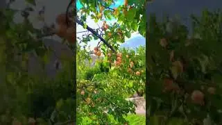 Apricot rich branches | Skardu | Beautiful Pakistan | #azharhashmi #apricots