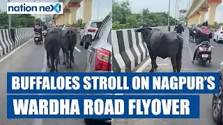 Amid heavy traffic, buffaloes seen strolling on Nagpur’s Wardha Road flyover