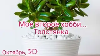 Моё второе хобби. КОМНАТНЫЕ РАСТЕНИЯ. ДЕНЕЖНОЕ ДЕРЕВО (ТОЛСТЯНКА) : УХОД ЗА НИМ В ДОМАШНИХ УСЛОВИЯХ.