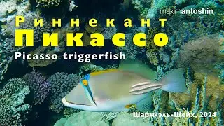 Риннекант Пикассо. Picasso Triggerfish. Шарм-эль-Шейх 2024