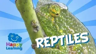 Reptiles | Educational Video for Kids