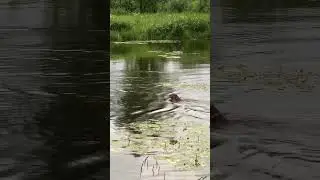 Утка уводит собаку от утят
