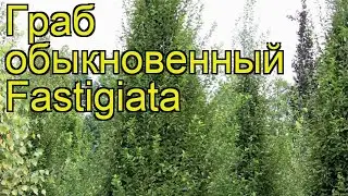 Граб обыкновенный Фастигиата. Краткий обзор, описание характеристик carpinus betulus Fastigiata