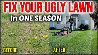 Fix An Ugly Lawn In ONE SEASON Without Seeding Or Overseeding