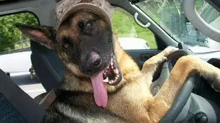 German Shepherds Are Hilariously Cute 🤣 Funny dog videos 2024