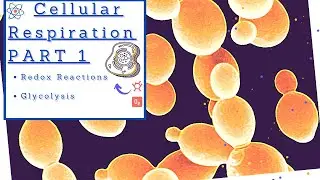 Biology 101 (BSC1010) Chapter 9 - Cellular Respiration Part 1