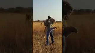 Lion JUMPS on Man and Hugs 