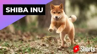 Shiba Inu 🐶 One Of The Most Popular Dog Breeds In The World #shorts