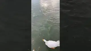 Catfish feeding #viral #fish #fishing #trending #outdoors #wildlife #shorts #fyp #views