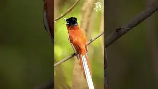 FLYCATCHER | WONDERFUL BIRDS | BIRDS CHIRPING | RELAXING SOUNDS | STRESS RELIEF | BIRDS SOUNDS