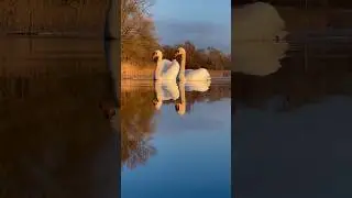 Наши любимки 🦢🤍🦢 