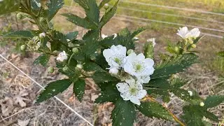 Thornless Blackberries Blooming