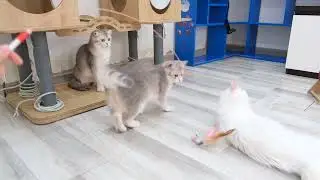 When my 3 cats play very funny