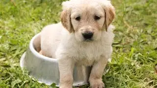 Funny video: short puppy problems